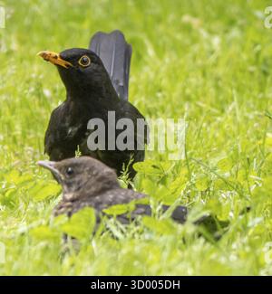 Primo piano ritratto di blackbird e pulcino Foto Stock