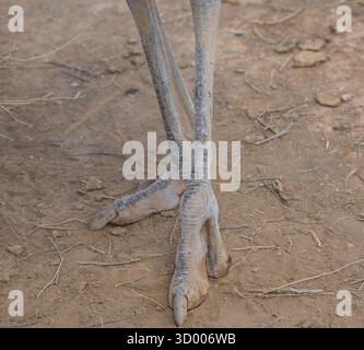 Piede e artiglio di uno struzzo africano in primo piano del piede e dell'artiglio di uno struzzo africano Foto Stock