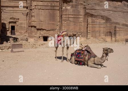 Il cammello riposa vicino al tesoro al Khazneh scolpito nella roccia a Petra, in Giordania Foto Stock