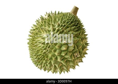 Famoso re della Malesia dei frutti durian Musang King isolato su sfondo bianco Foto Stock