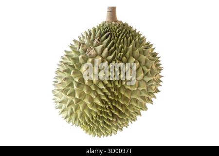 Famoso re della Malesia dei frutti durian Musang King isolato su sfondo bianco Foto Stock
