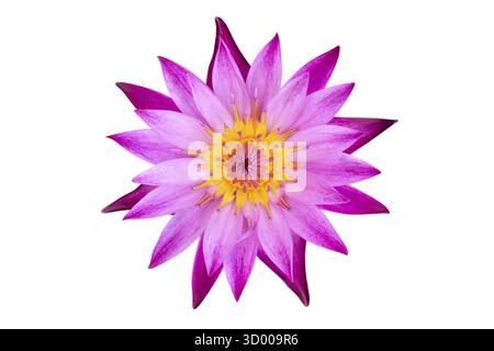 La vista dall'alto piatta poggia giglio d'acqua rosa isolato su sfondo bianco Foto Stock