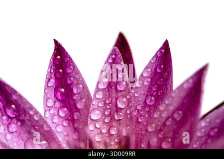 Petali rosa di ninfee con gocce d'acqua vista ravvicinata isolata su sfondo bianco Foto Stock