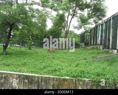 Tigre nello zoo di Dacca - maestoso predatore del Bengala che mostra l'orgoglio della fauna selvatica del Bangladesh Foto Stock