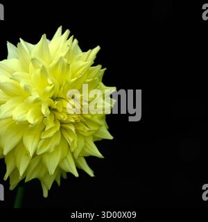 Primo piano della fioritura di Dahlia 'Trooper Dan' in un giardino all'inizio dell'autunno isolato su sfondo scuro Foto Stock