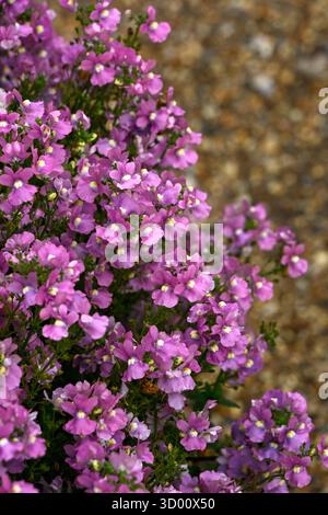 Primo piano di fiori di Nemesia 'Melody Pink' in un giardino all'inizio dell'autunno Foto Stock