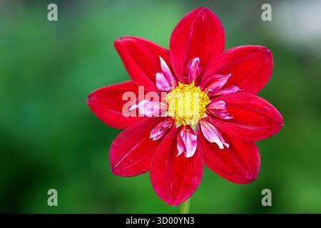 Bellissimo fiore rosso dahlia primo piano in macro fotografia giardino fiorito Foto Stock