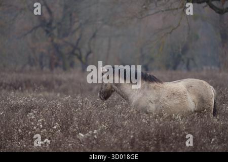 Un cavallo selvaggio in piedi da solo in un prato asciutto sotto un cielo nebbioso e coperto. L'animale è mostrato nel profilo Foto Stock