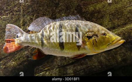 Vista ravvicinata di un branzino pavone (Cichla temensis) - pesce d'acqua dolce proveniente dal brasile Foto Stock