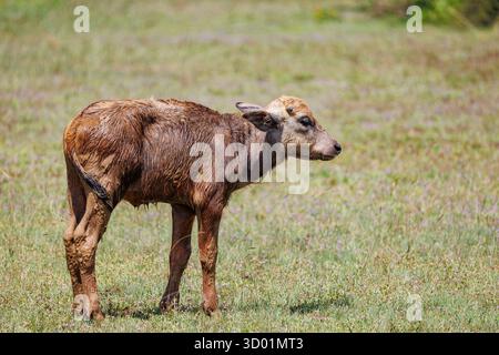Sri Lanka, Kumana National Park, Buffalo acquatico, Wild Buffalo, Asian Wild Buffalo (Bubalus arnee), giovani in riva al mare in un prato Foto Stock