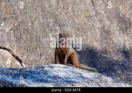 Sri Lanka, Parco Nazionale di Kumana, mangusta di Smith (Herpestes smithii), su rocce Foto Stock