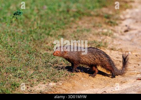 Sri Lanka, Kumana National Park, Smith's Mongoose (Herpestes smithii) caccia, a terra Foto Stock