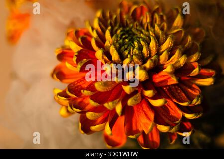 Fiori arancioni e gialli del crisantemo circondati dal fumo. Foto di alta qualità Foto Stock