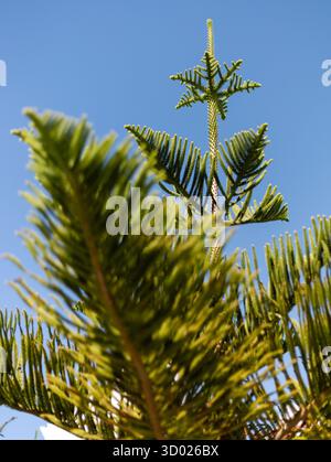 I lussureggianti rami verdi di conifere si estendono verso l'alto, evidenziando le loro forme intricate contro un cielo blu brillante. La luce del sole esalta i colori intensi Foto Stock
