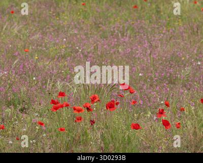 Wild Poppy Field (Papaver rhoeas) Cagnano Varano, regione Gargano, Puglia, Italia Foto Stock