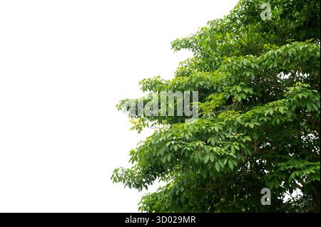 Nuove foglie verdi su un ramo. Fogliame fresco e giovane di alberi. Set di oggetti isolati su sfondo bianco. Tempo di primavera Foto Stock
