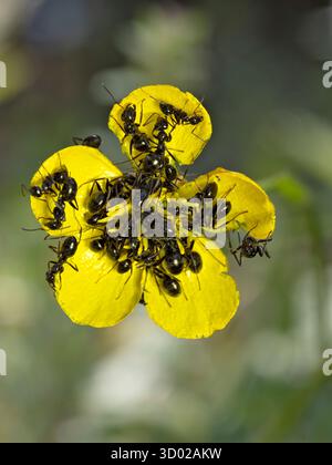 Formiche nere (Lasius niger) sul fiore di Butercup del prato (Ranunculus acris) vicino a Peschici, Gargano, Puglia, Italia Foto Stock