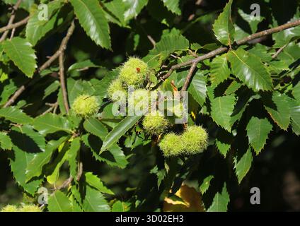 Un primo piano della Castanea sativa (Castanea sativa), in autunno, Regno Unito. Foto Stock