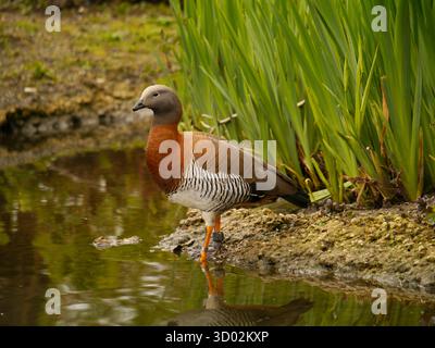Un'unica Oca dalla testa di Ashy, Chloephaga poliocephala. WWT Slimbridge, Gloucestershire, Regno Unito. Foto Stock