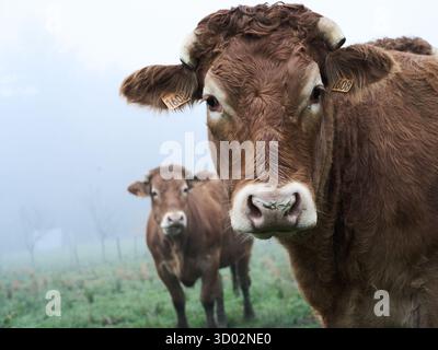 Due mucche marroni si stagliano in un campo nebbioso, creando un ambiente rurale sereno e suggestivo. Il primo piano cattura i dettagli dei volti delle mucche, mentre il Foto Stock
