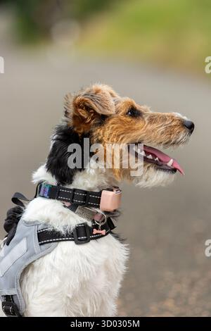 Un lato sul ritratto di un cucciolo di volpe terrier a filo Foto Stock