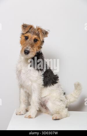 Un cucciolo di Fox terrier a filo che posa su uno sfondo bianco Foto Stock
