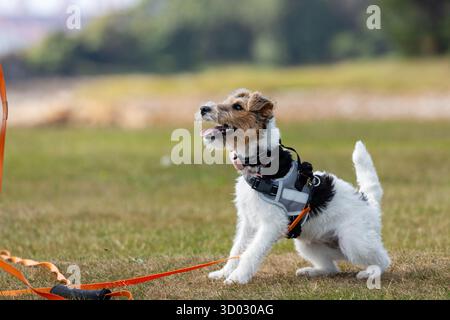 Un Fox terrier seduto a guardare il suo proprietario Foto Stock