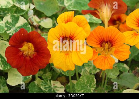 Tre fiori di nasturzio - rosso mogano, arancia e crema con foglie variegate sullo sfondo. Tropaeolum majus Alaska Series Foto Stock