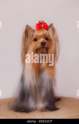 Yorkshire terrier con arco rosso seduto su una superficie di corda isolata su sfondo chiaro. Foto Stock