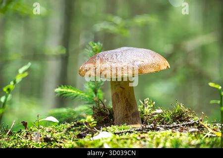 Un singolo, maestoso fungo bolete king si erge alto in una lussureggiante foresta verde, circondato da muschio e fogliame verdeggianti. Foto Stock