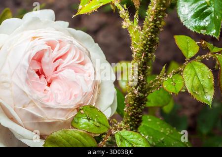 Primo piano su rosa pallido e foglie gravemente infestate da afidi verdi in un giardino, evidenziando l'impatto sulla salute delle piante. Foto Stock