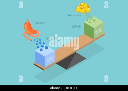 Illustrazione piatta isometrica 3D di leptina e ghrelin, sistema endocrino umano illustrazione piatta isometrica 3D di leptina e ghrelin, sistema endocrino umano Foto Stock