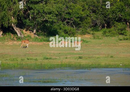Sika o branchi di cervi maculati in legno nello Sri Lanka. Foto di animali e animali selvatici. Un branco di cervi sika rossi pascolano su un prato verde sullo sfondo di una foresta in un habitat naturale Foto Stock