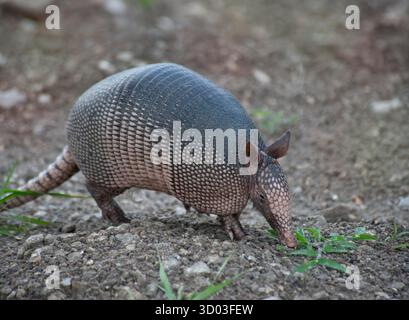 Nine-Banded Armadillo si nutre nelle paludi della Florida. Foto Stock