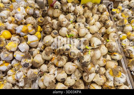 Verdure biologiche esposte in un mercato, caratterizzate da toni e texture terrosi, che creano un'atmosfera vibrante e naturale. Foto Stock