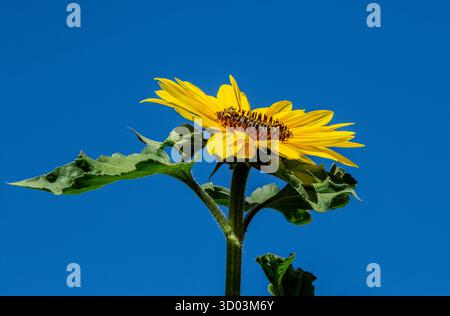 Un girasole giallo brillante con polline arancione; stami neri e foglie verdi, contro un cielo blu limpido. Foto Stock