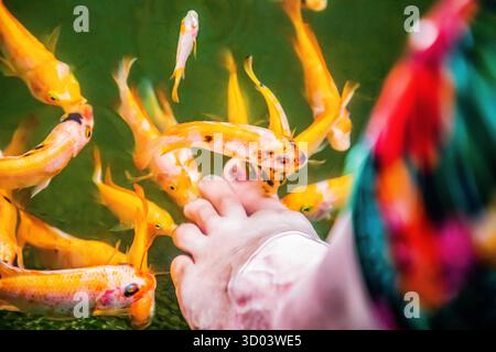 Un sacco di pesci Kangal di arancia nibble sulla pelle morta e cheratinizzata sul piede di una donna. Pedicure naturale nello Sri Lanka. Allevamento di attrazioni dello Sri Lanka con medici di pesce. Trattamento Garra Rufa Foto Stock