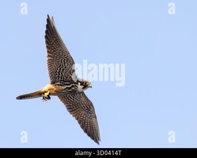 Falco subbuteo Foto Stock