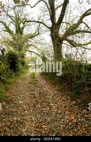 La splendida antica Ashes Lane vicino a Staveley, Cumbria, Regno Unito. Con muretti a secco e foglie autunnali. Foto Stock