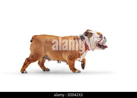 Foto in studio di un bulldog inglese che cammina isolato su sfondo bianco Foto Stock