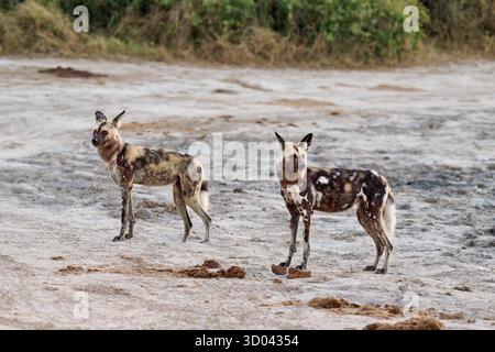 branco di cani selvatici africani (Lycaon pictus) a caccia, Savuti, Chobe National Park, Botswana Africa Foto Stock