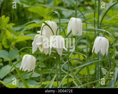 Gruppo di delicati fiori bianchi di Fritillaria meleagris alba in fiore. Eleganti fiori selvatici primaverili con fiori a forma di campana. Foto Stock