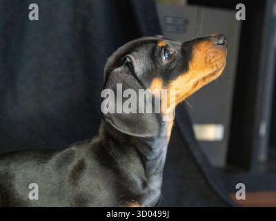 simpatico cucciolo di dachshund nero, piccolo cane a casa Foto Stock