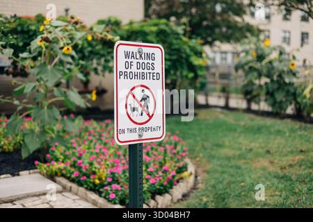 Un chiaro cartello si trova in un giardino, che indica che i cani da passeggio non sono ammessi nella proprietà, circondato da fiori. Foto Stock