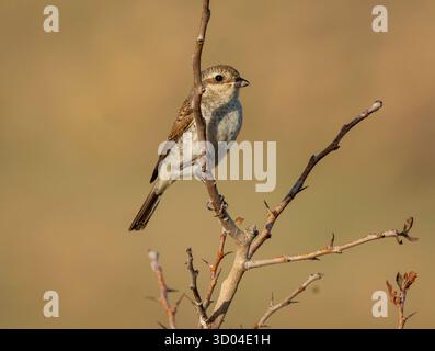 Giovane Shrike a dorso rosso, (Lanius collusion) arroccato sulla vegetazione, Anarita, Cipro. Foto Stock