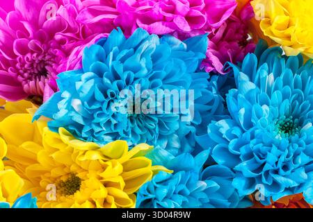 Sfondo di coloratissimi fiori di crisantemo, blu, rosa, giallo, close up Foto Stock