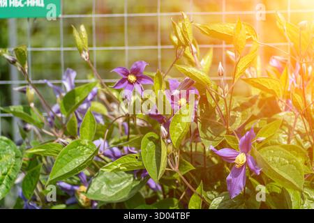 Fiori Fiori natura: Fiori viola fioriscono su alberi alla luce del sole, decorazioni del giardino, estate. Foto Stock