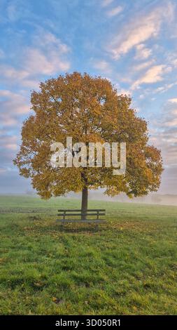 Giallo albero autunnale in nebbia mattutina all'alba sul prato, tranquillo paesaggio autunnale con luce calda. Foto Stock