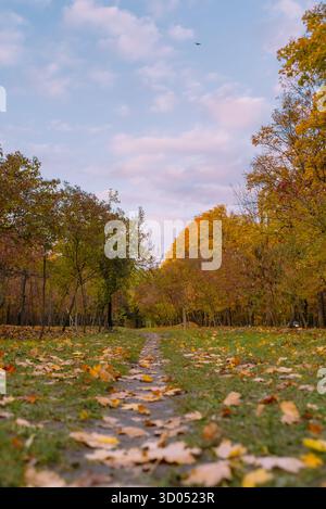 Rilassante paesaggio autunnale su un sentiero forestale Foto Stock