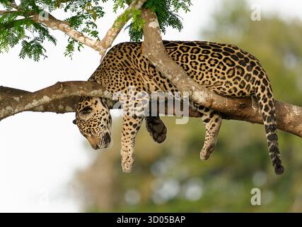 Giaguaro (Panthera onca) appoggiato su un ramo d'albero sopra un fiume nel Pantanal in cerca di caimano, rivolto a sinistra Foto Stock